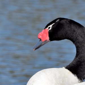 Cisne cuello negro